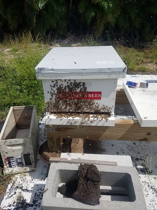 From Joyful Tiki Pole To Bucket To New Hive Time Will Tell Bill S Professional Bee Removal